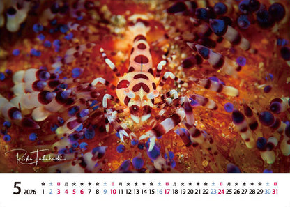 海の絶景 2026年 卓上カレンダー 高橋怜子