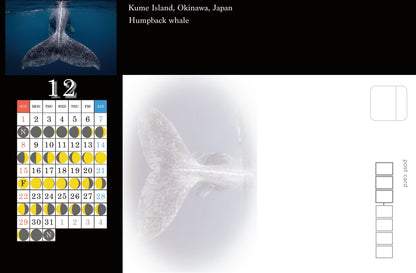 海の絶景 2024年 ハガキにもなる卓上カレンダー 高橋怜子