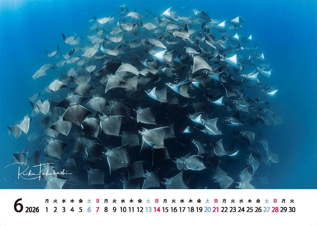 海の絶景 2026年 卓上カレンダー 高橋怜子