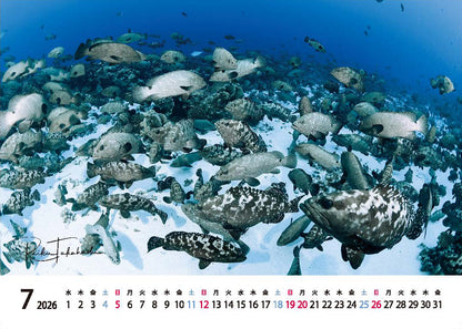 海の絶景 2026年 卓上カレンダー 高橋怜子