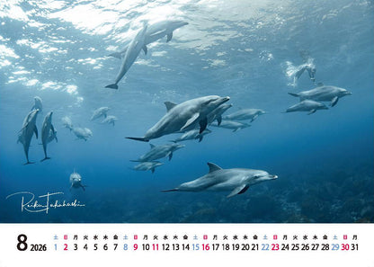 海の絶景 2026年 卓上カレンダー 高橋怜子