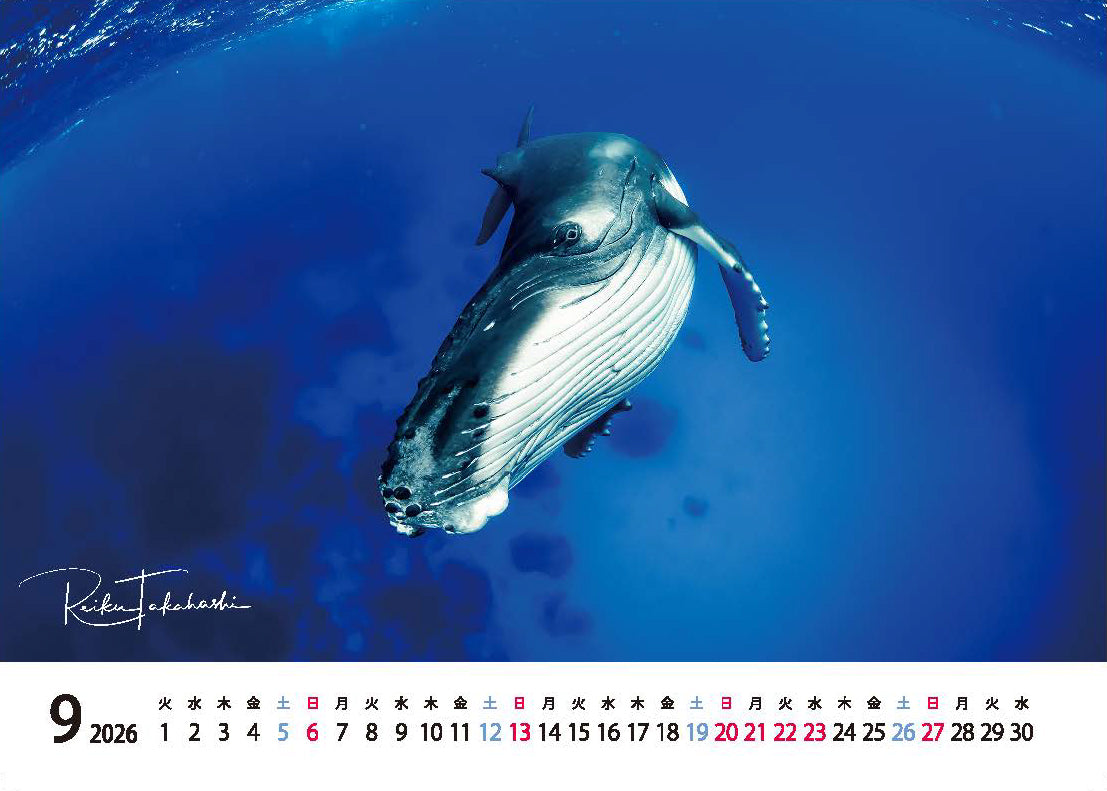海の絶景 2026年 卓上カレンダー 高橋怜子
