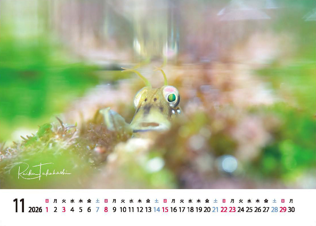 海の絶景 2026年 卓上カレンダー 高橋怜子