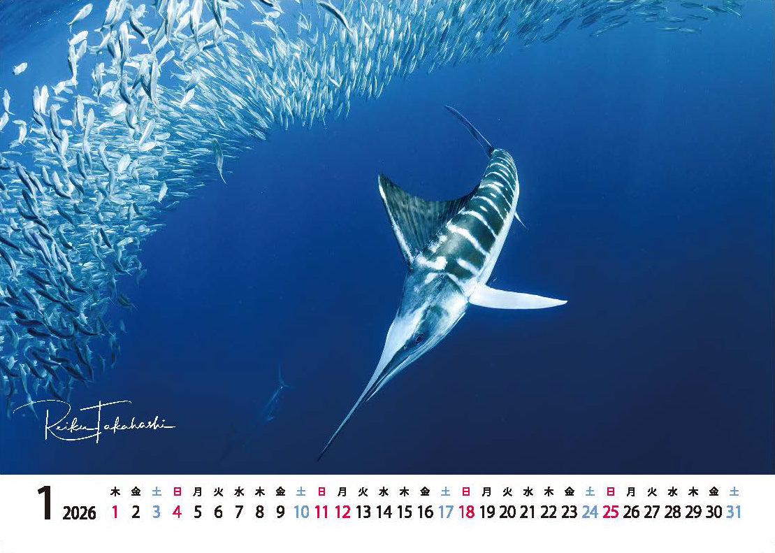 海の絶景 2026年 卓上カレンダー 高橋怜子