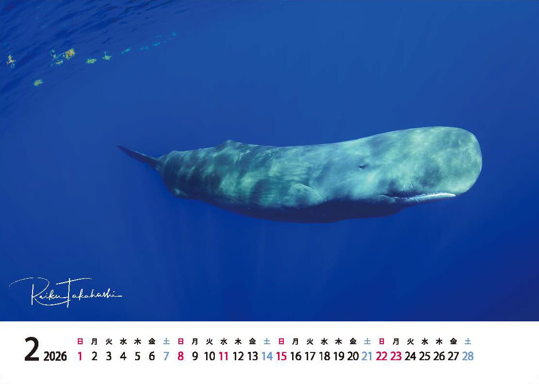 海の絶景 2026年 卓上カレンダー 高橋怜子