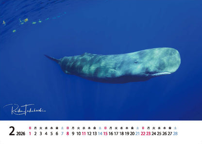 海の絶景 2026年 卓上カレンダー 高橋怜子