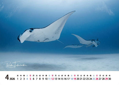 海の絶景 2026年 卓上カレンダー 高橋怜子