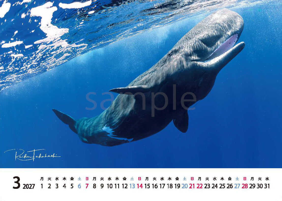 海の絶景 2027年 卓上カレンダー 高橋怜子