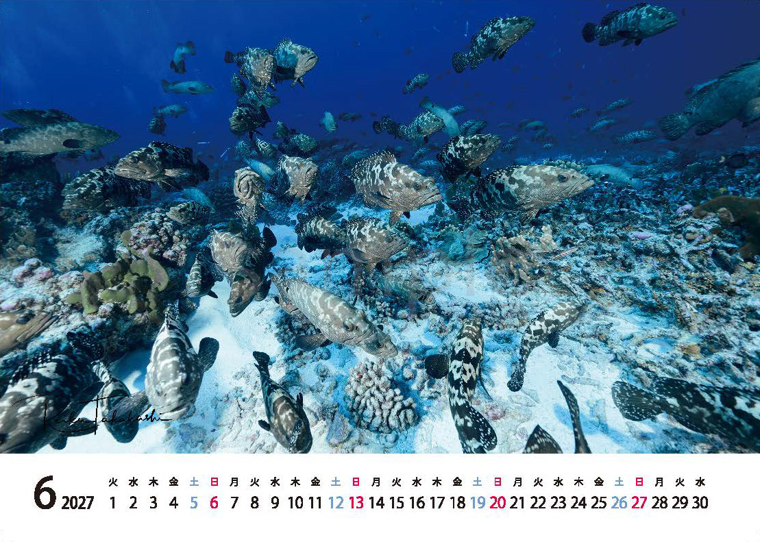 海の絶景 2027年 卓上カレンダー 高橋怜子