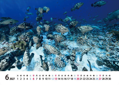 海の絶景 2027年 卓上カレンダー 高橋怜子