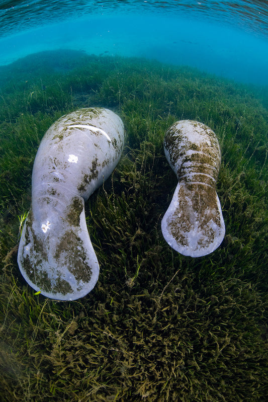 Manatee Life