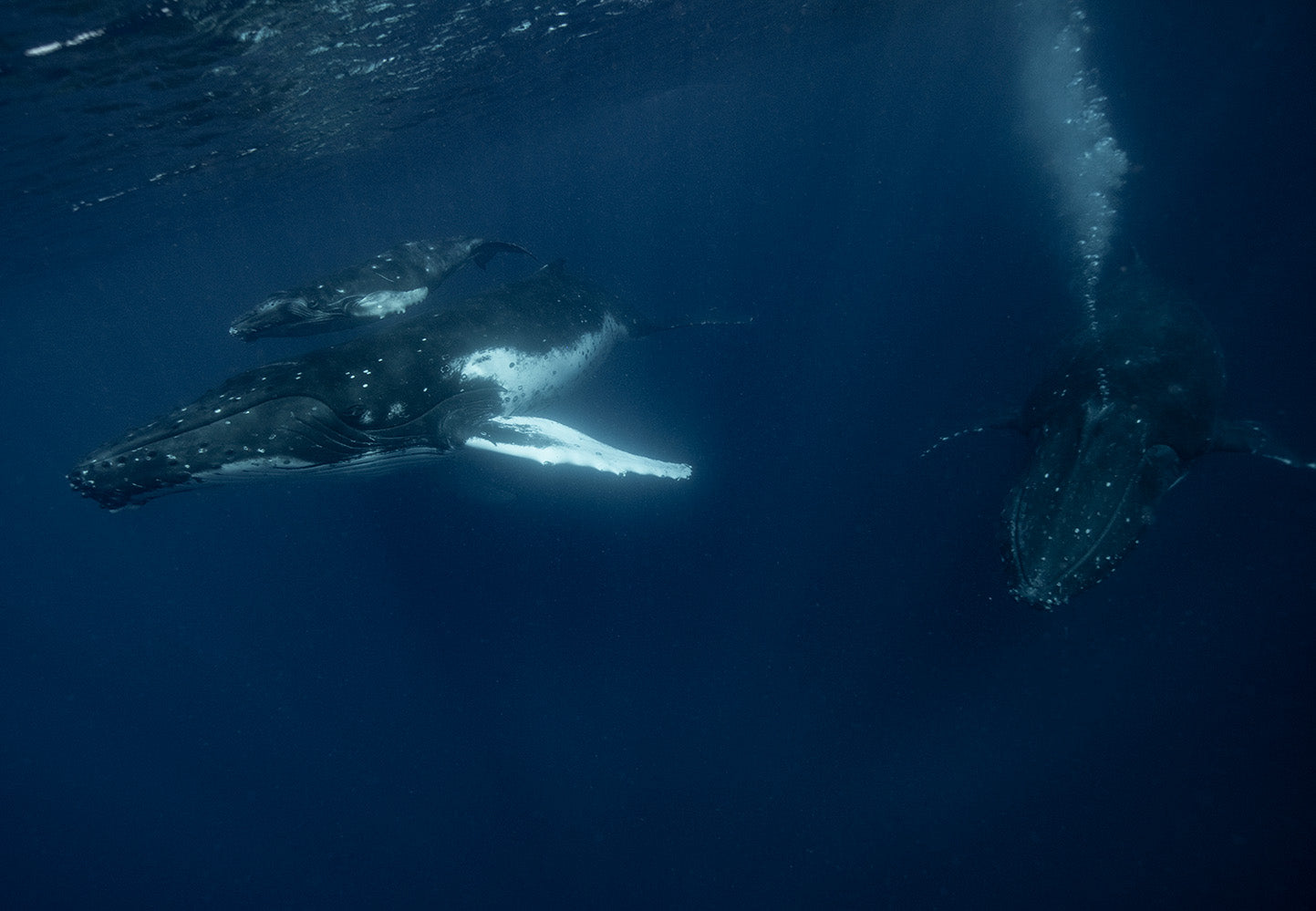 Humpback Family