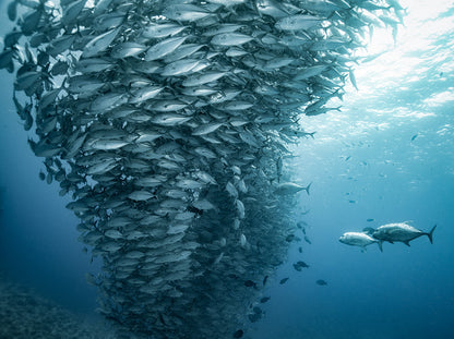 One scene of Spring in Sea of Aguni