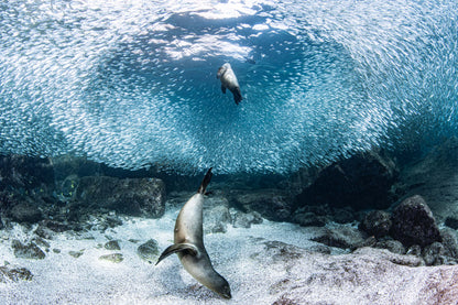 Play with sardine ball